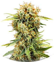 Сорт Medusa F1 Auto fem (RQS)