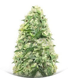 Сорт Doctor’s Choice #1 Auto fem