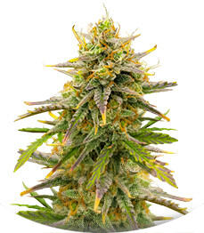 Семена сорта Sour Diesel Autoflower fem (Seedkeepers)