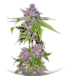 Сорт Papaya Sherbet fem (FastBuds)