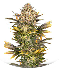 Сорт Banana Punch fem (Barney's Farm)