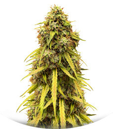 Сорт CBD Lemon Auto fem (Herbies Seeds)