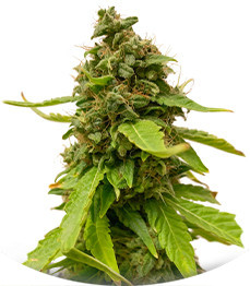 Сорт Monster Pebbles (Monster Genetics)