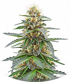 Сорт Northern Lights 10 of 10 fem (Seedkeepers)