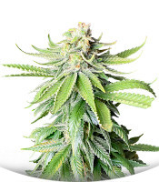 Сорт Godzilla Original Glue GG#4 fem (Herbies Seeds)