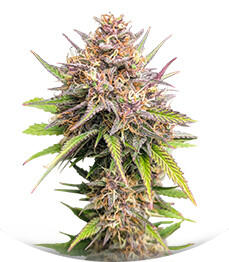 Семена сорта Purple Punch F1 fem (Seedkeepers)