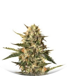 Сорт Mother Gorilla (Royal Madre) fem (Royal Queen Seeds)