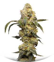 Сорт Farmer’s Daughter fem (Humboldt Seed Company)