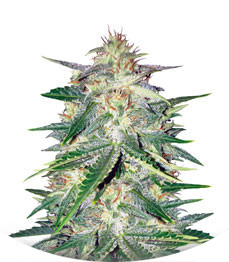 Сорт Lemon AK Auto fem (FastBuds)