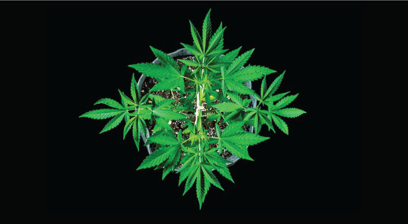 Микро и макроэлементы для конопли