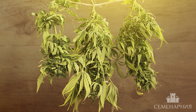 Сушка урожая конопли