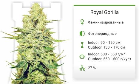 Сорт марихуаны Royal Gorilla Royal Gorilla fem от Royal Queen Seeds