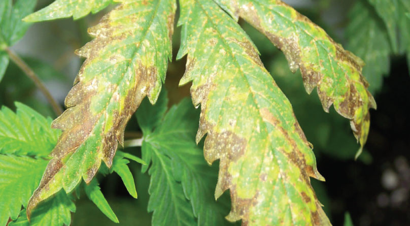 Лист конопли после ожога