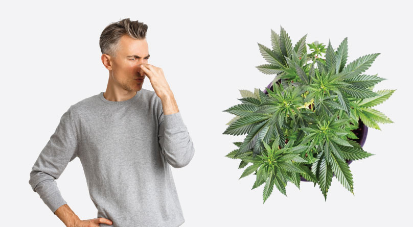 Запах каннабиса Запах конопли