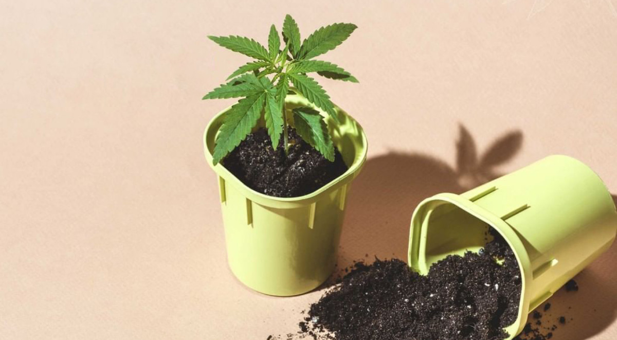 Пересадка как вызов для начинающих гроверов