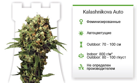 Сорт марихуаны Kalashnikova Auto Kalashnikova Auto от Green House Seeds