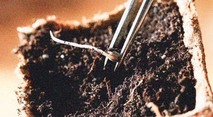 Пророщенное семя конопли