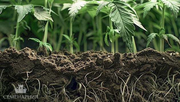 Вегетация марихуаны