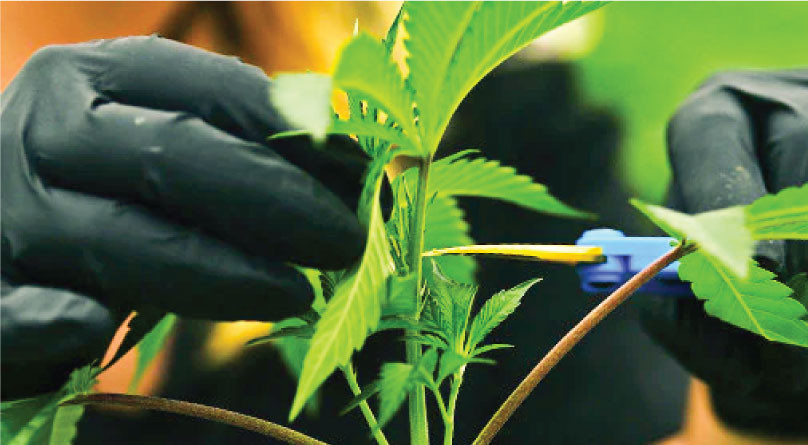 Обрезка конопли Обрезка каннабиса